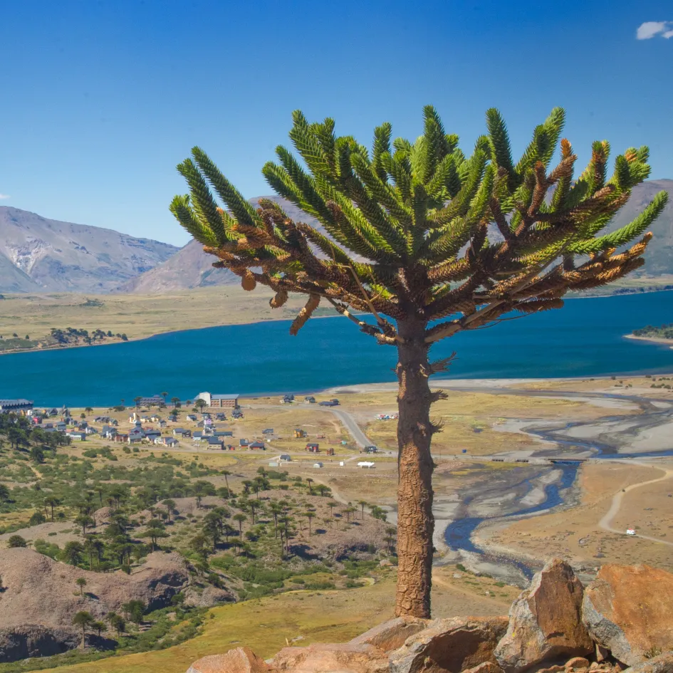 Una araucaria solitaria frente al lago y las montañas de Caviahue