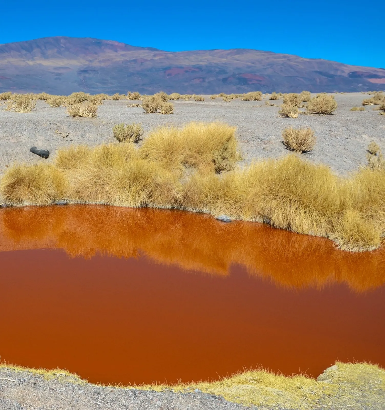 Laguna de agua rojiza rodeada de pastizales en el Salar de Antofalla