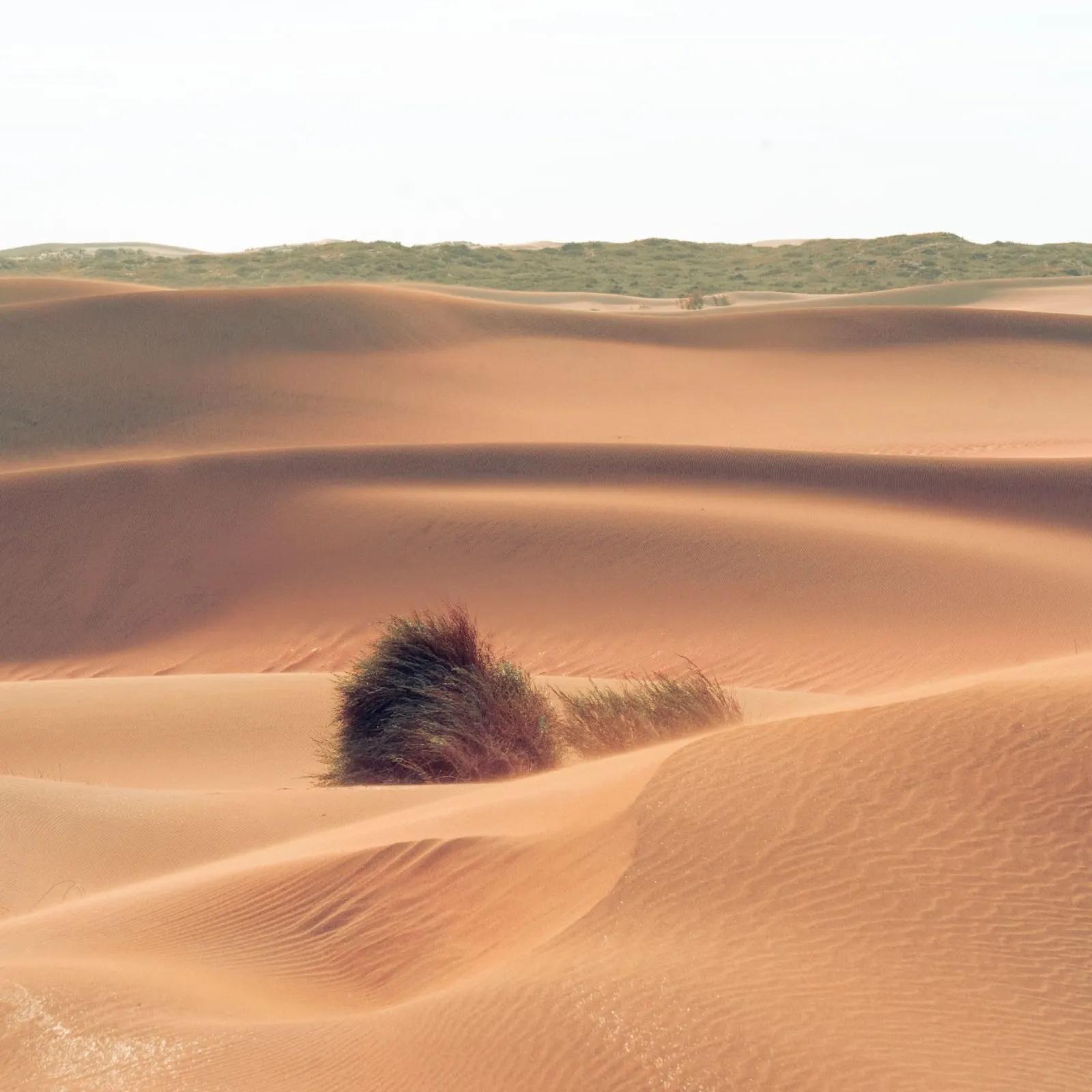 Dunas de arena dorada con un pequeño pastizal en el centro
