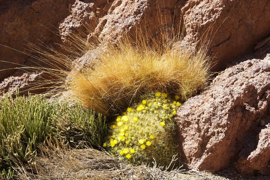 Flores amarillas y pastos entre rocas rojizas de la puna