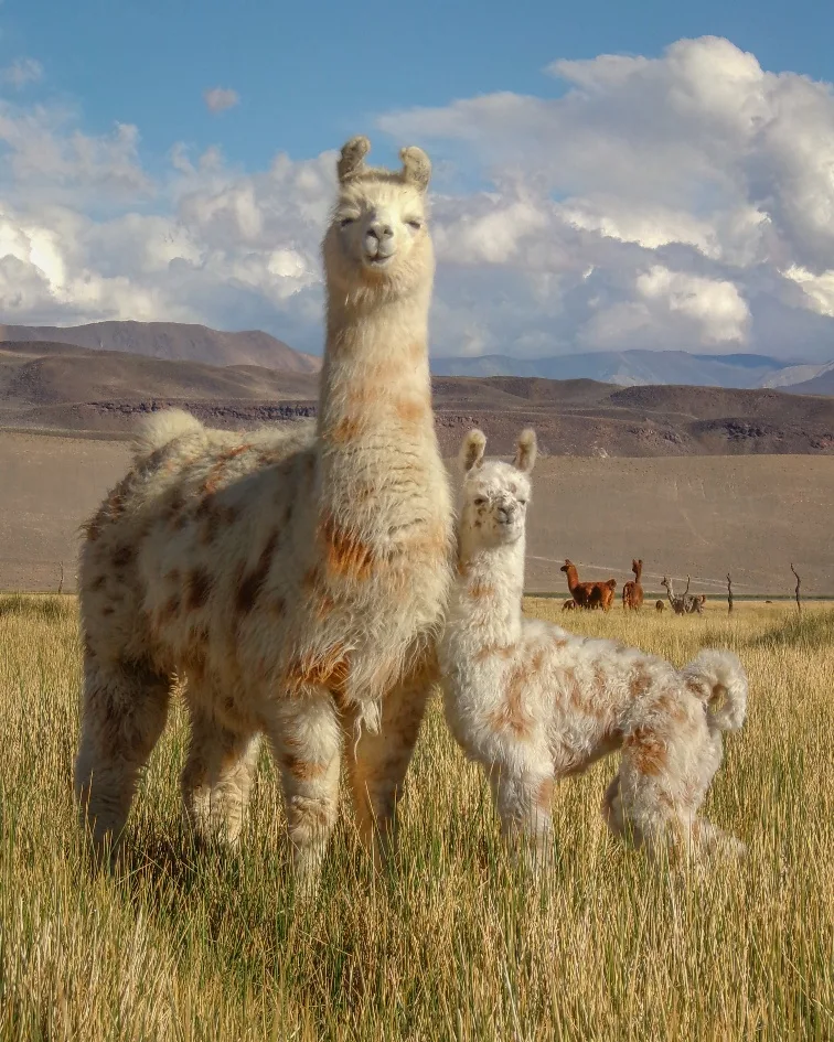 Llama y su cría en un pastizal de la puna